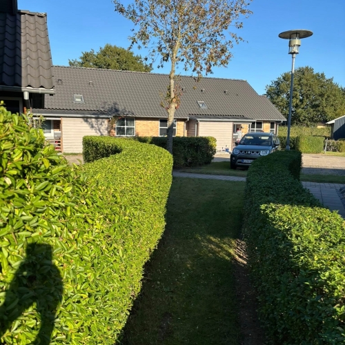 Hækklipning af grøn hæk langs havegang