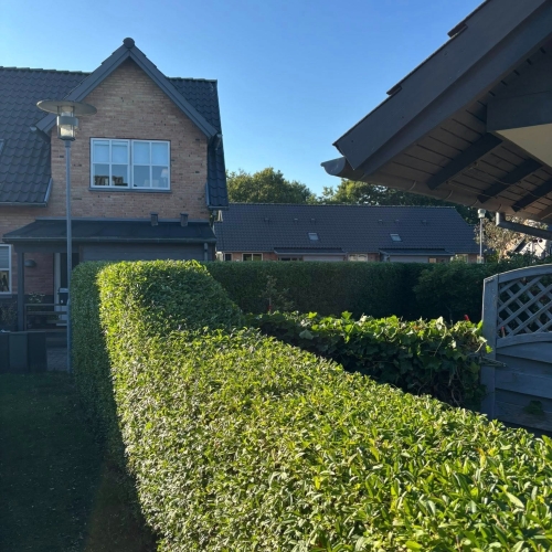 Hækklipning omkring bolig og have