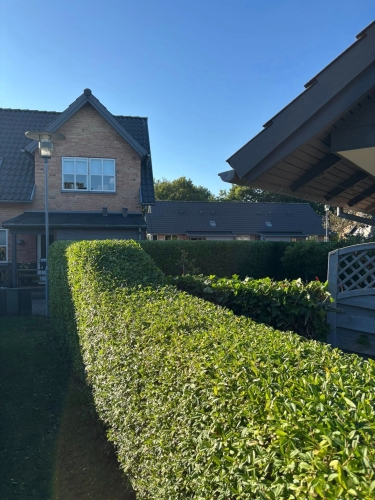 Hækklipning omkring bolig og have
