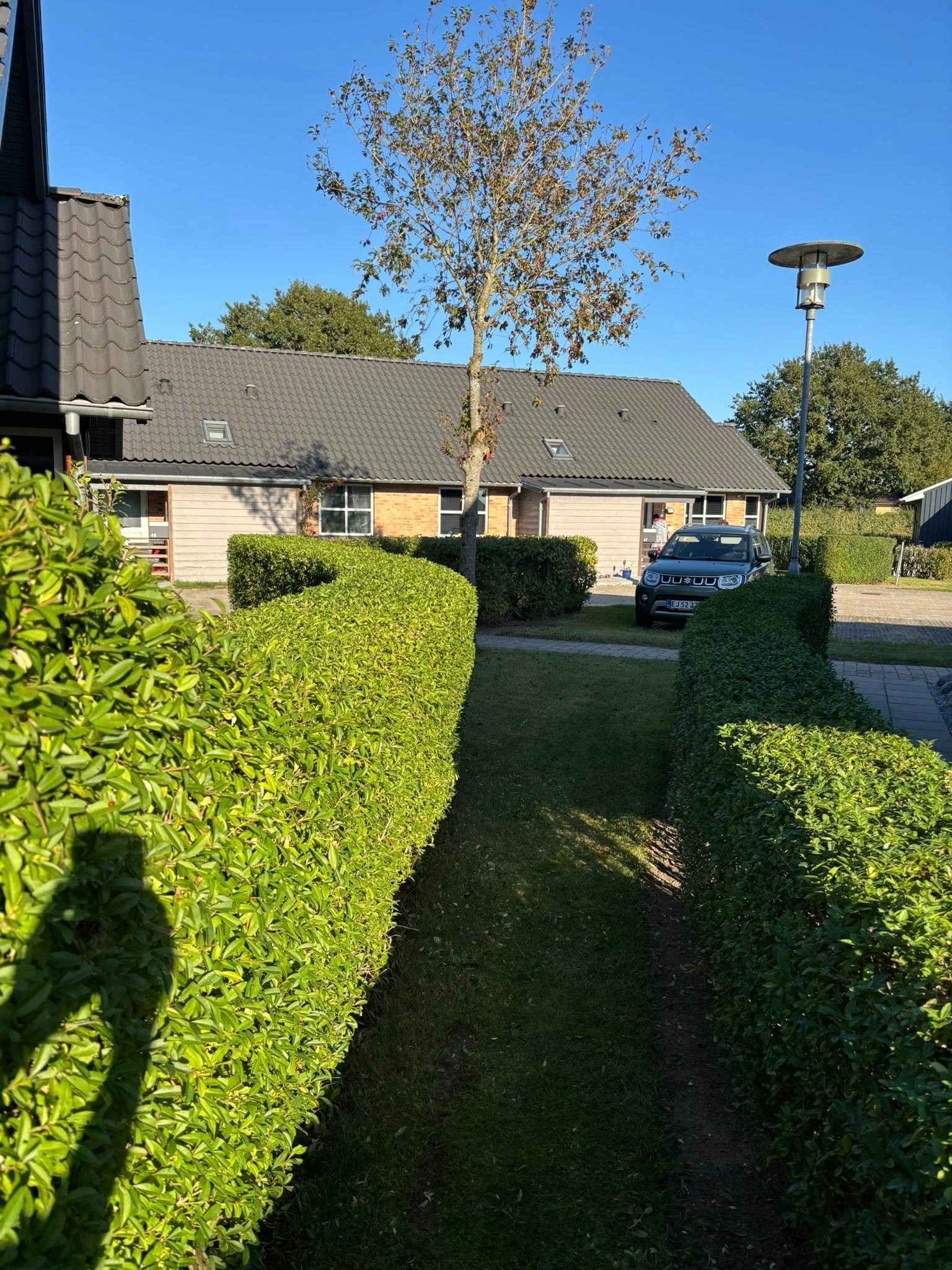 Hækklipning af grøn hæk langs havegang